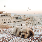 My presets thumbnail