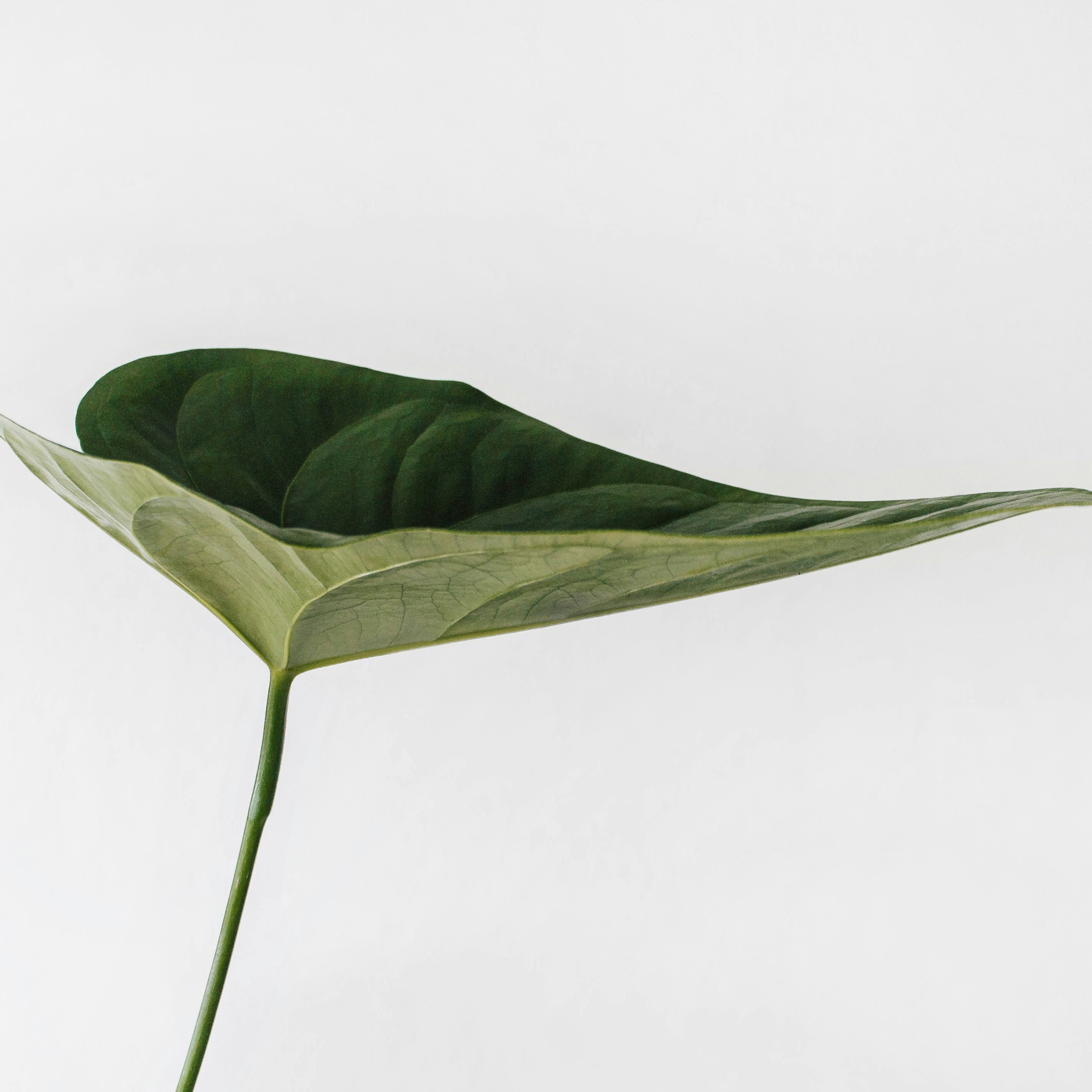 Book a Telehealth Nutrition Appointment thumbnail