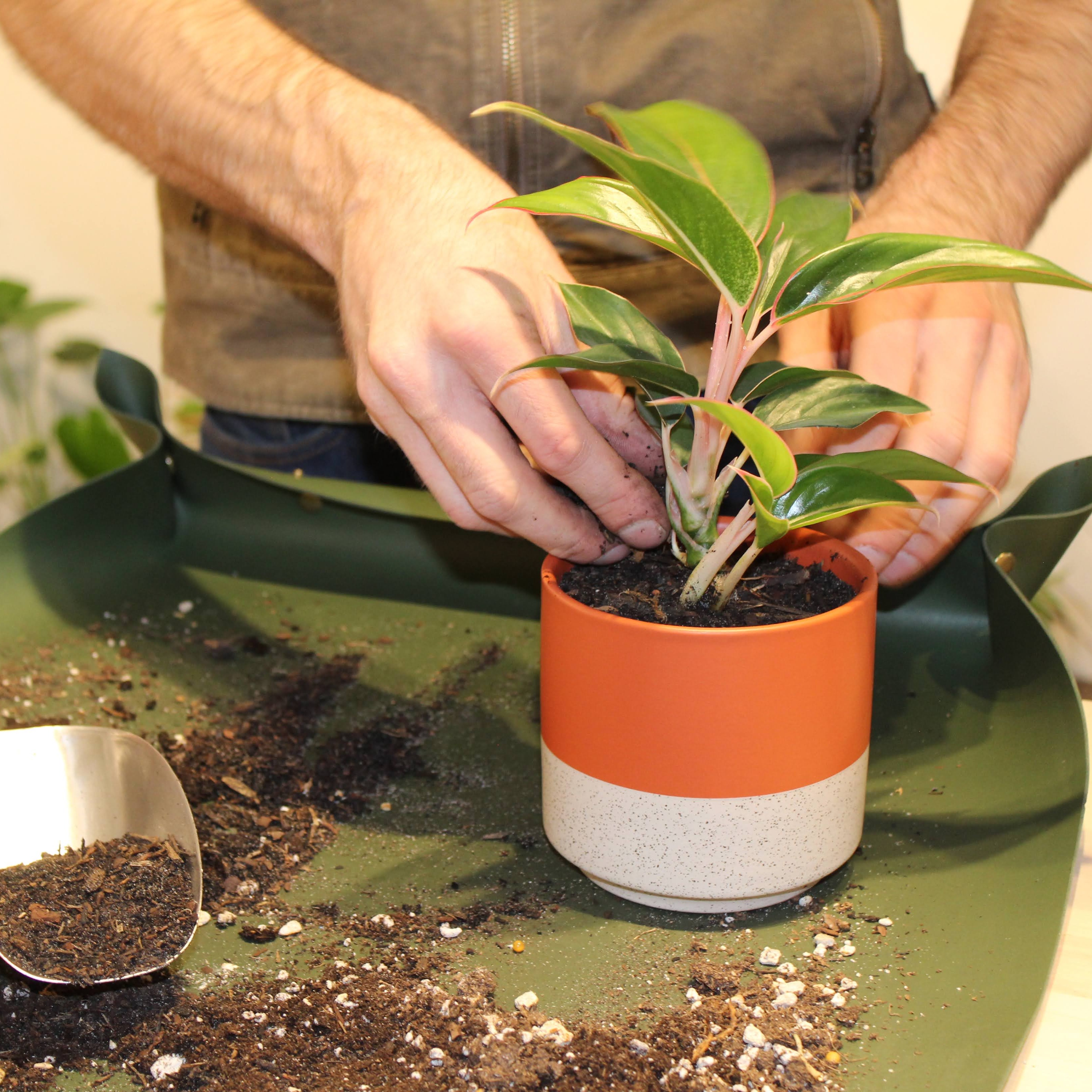 Build a Pot workshop w/ Throw Ceramics - 2 Parts - 6/12 + 6/26 thumbnail