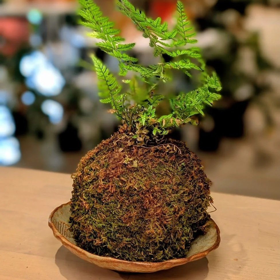 Ceramics + Kokedama Workshop: 2 Parts - Thu 2/19 + 3/5 thumbnail