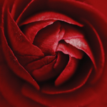 Red Tent Medicine thumbnail