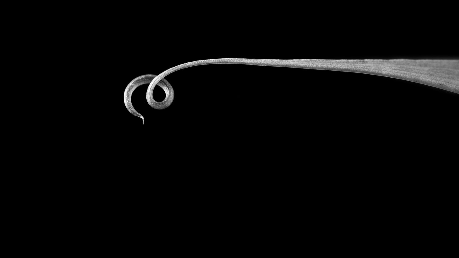 advanced nature studio  thumbnail