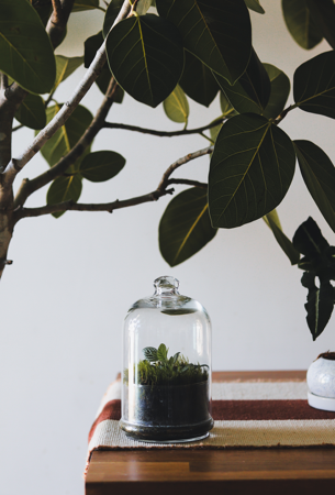 Terrarium glass jar thumbnail