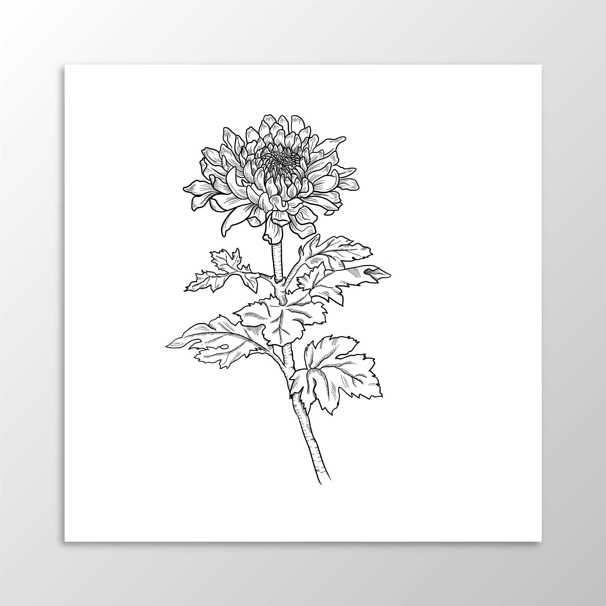 FREEBIE - Chrysanthemum thumbnail