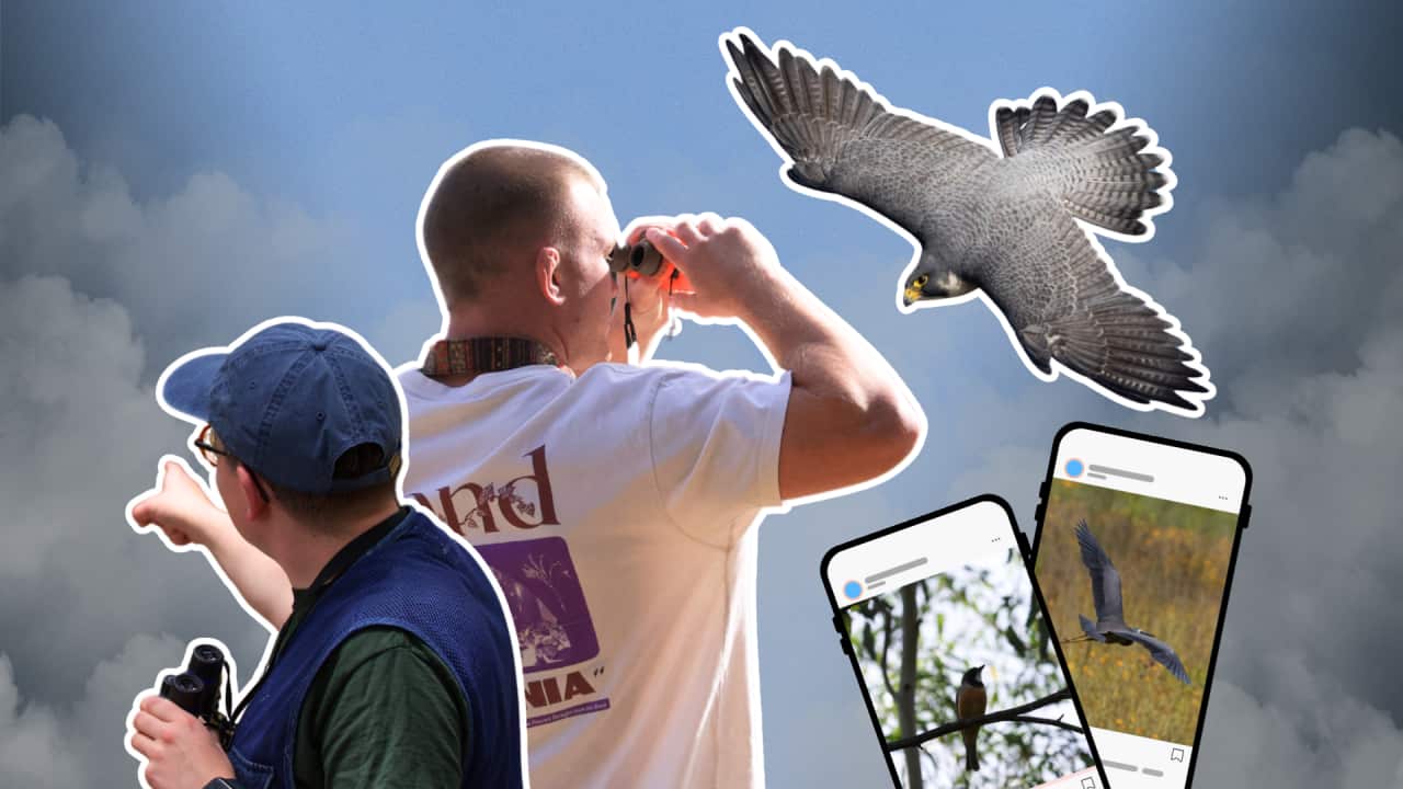 SBS "The quiet pastime of birdwatching is taking flight online, linking enthusiasts beyond the outdoors" thumbnail