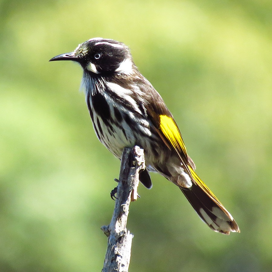 ABC  "Birdwatching keeps citizen scientists 'happy and healthy' as they track species" thumbnail