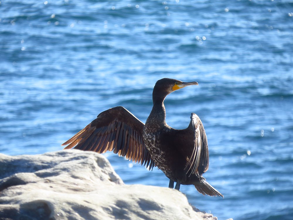 Learn about Ethical Birdwatching thumbnail