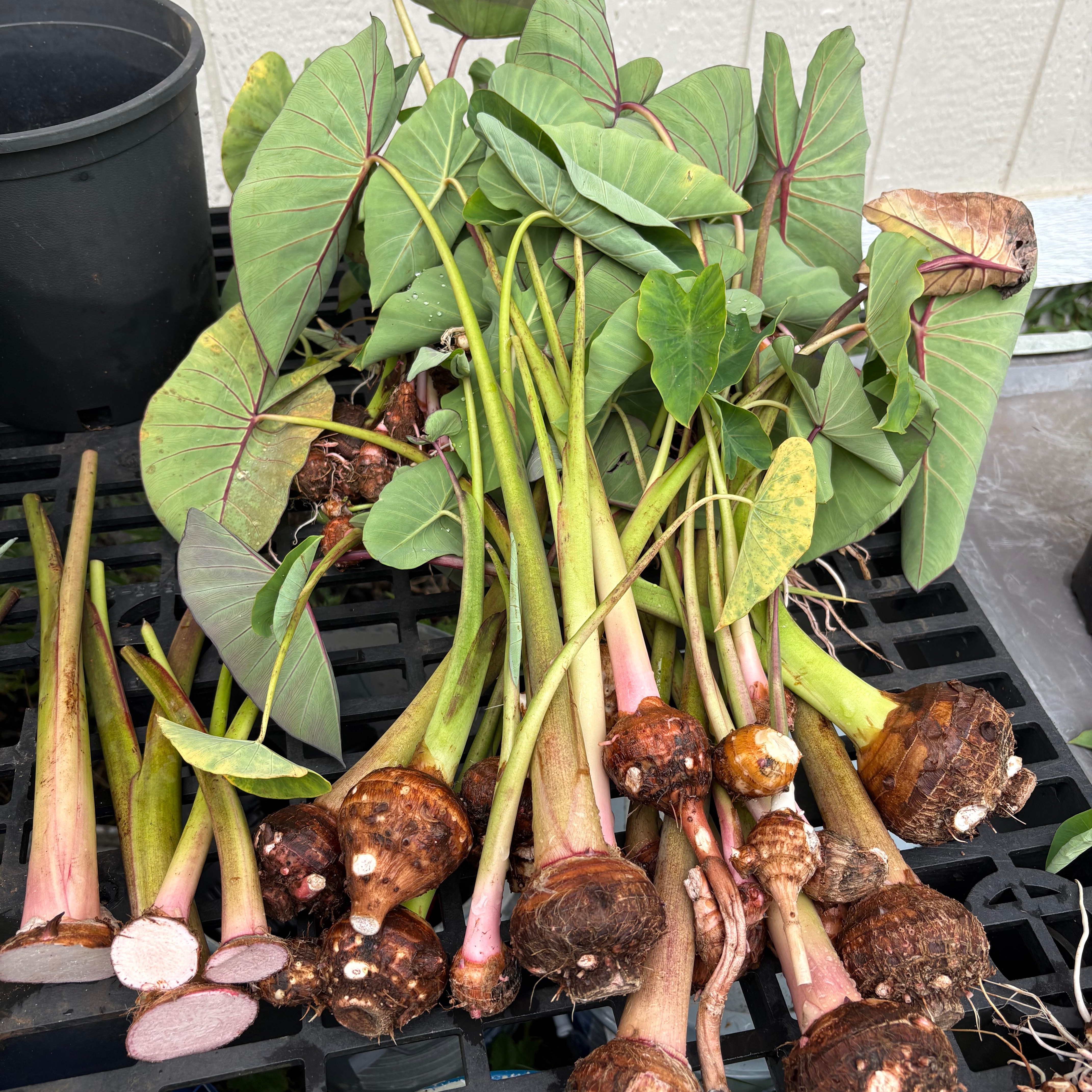 Oʻahu Monetary Donation Spreadsheet  thumbnail