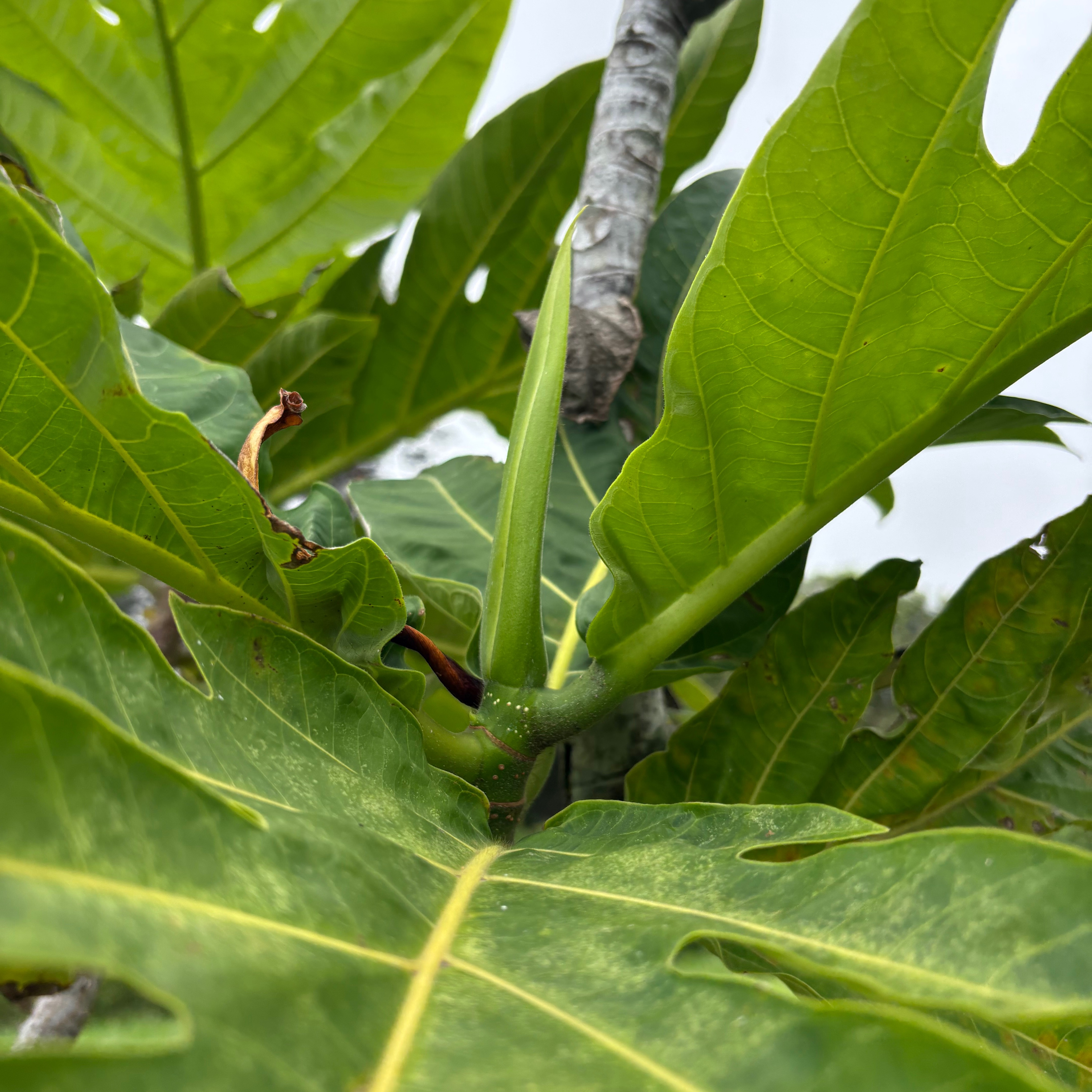 Oʻahu Medical Volunteer Sign-Up thumbnail