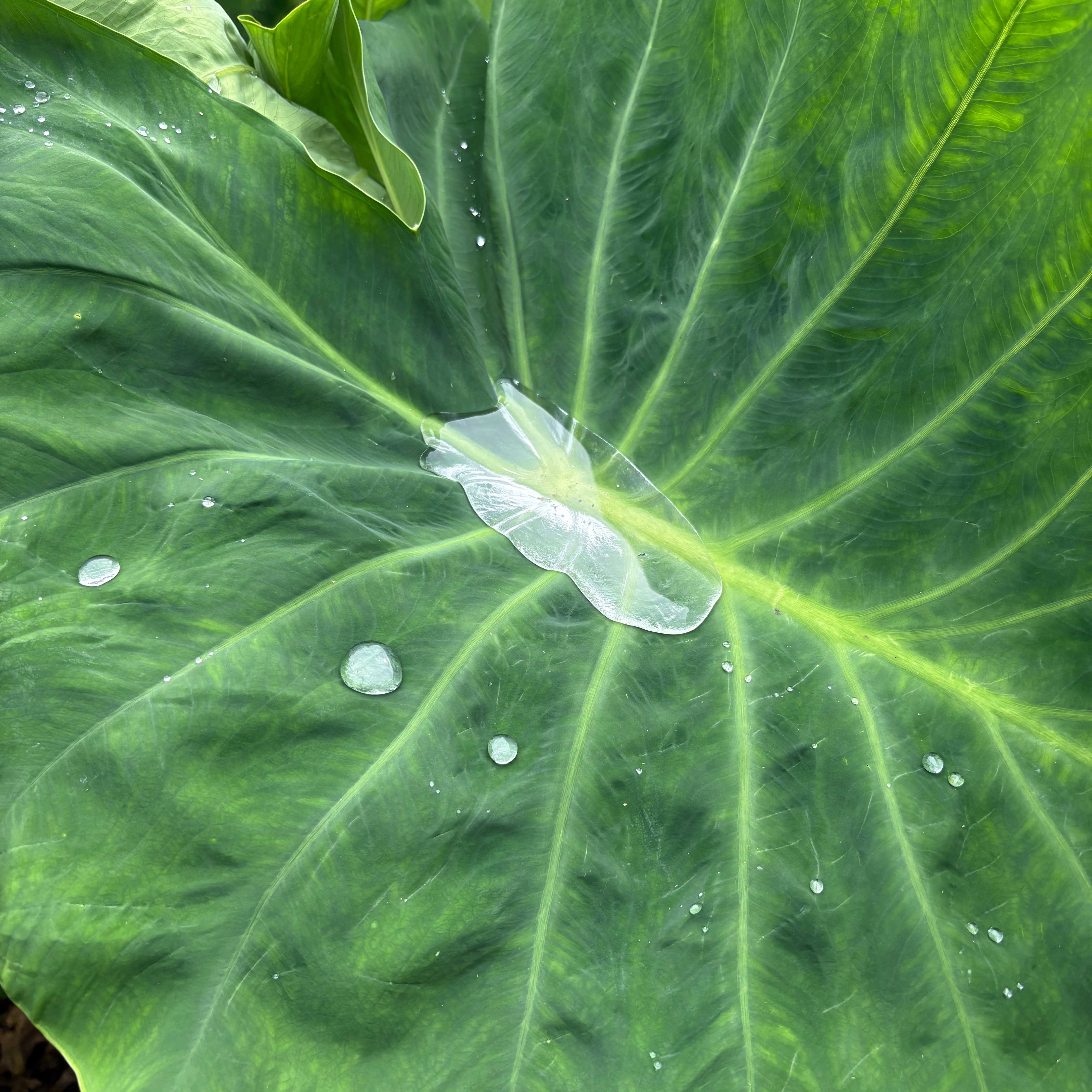 @alohachanelle Frontline Donation Oʻahu thumbnail