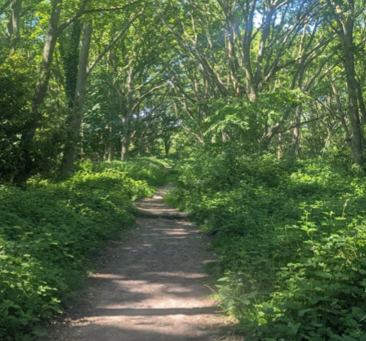 2nd May: Free Community Hike - 11km Epping Forest  thumbnail