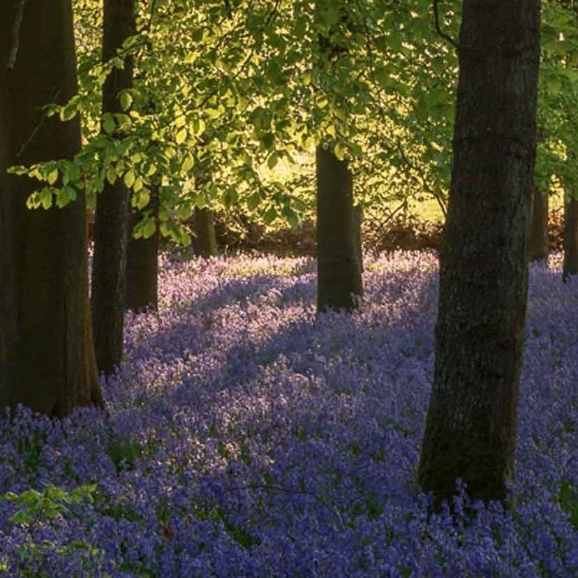 26th April: Bluebell Hike 17km via Ivinghoe Beacon thumbnail