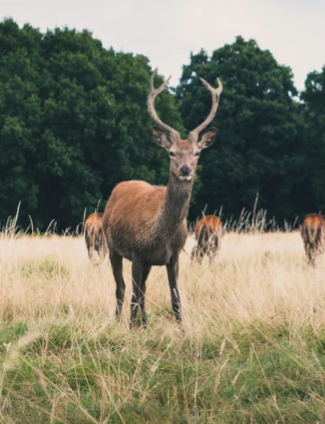 4th Jan - Community Hike 12km Richmond park and Putney heath thumbnail