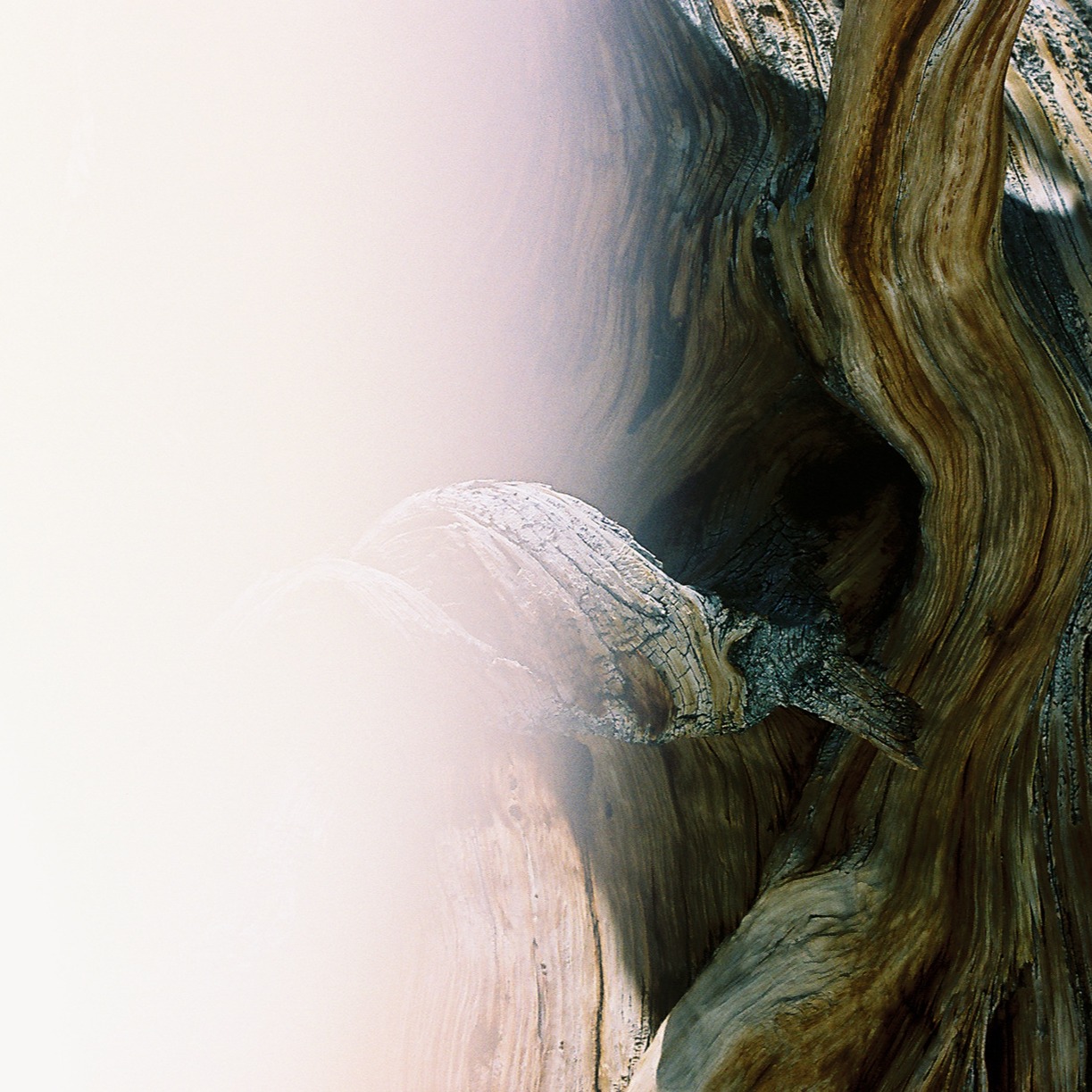 Laboratory of Tree-Ring Research thumbnail