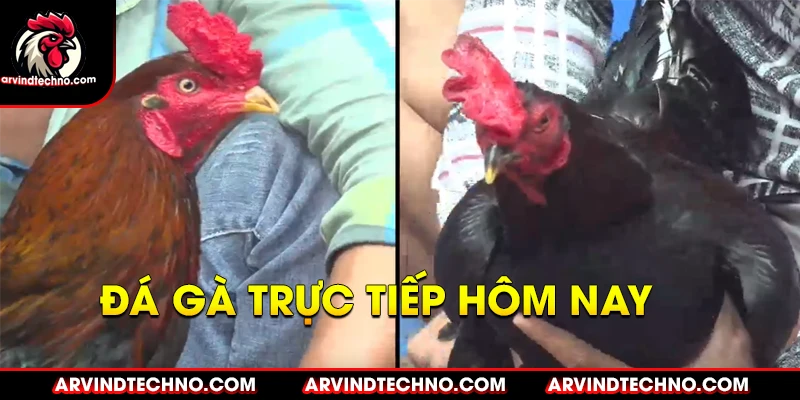 ĐÁ GÀ TRỰC TIẾP THOMO HÔM NAY TẠI CAMPUCHIA 🎖️ thumbnail