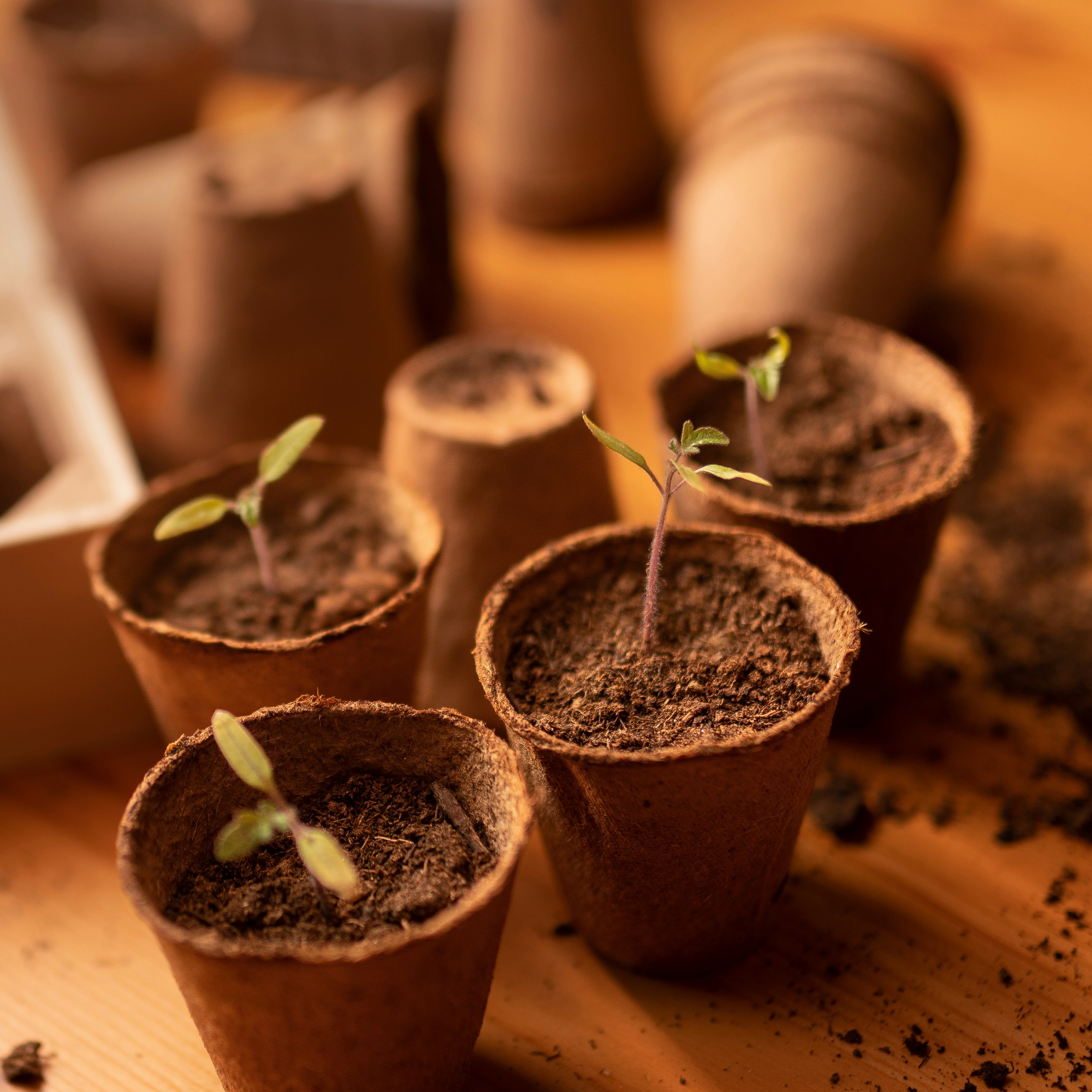 Kids Seed Planting Workshop 26th September from 10am-2pm @ Professionals Eastbourne Office thumbnail