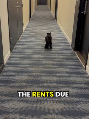 Happy Caturday! 😹 #funnycatvideos #blackcatsaregoodluck #catsoftiktok 