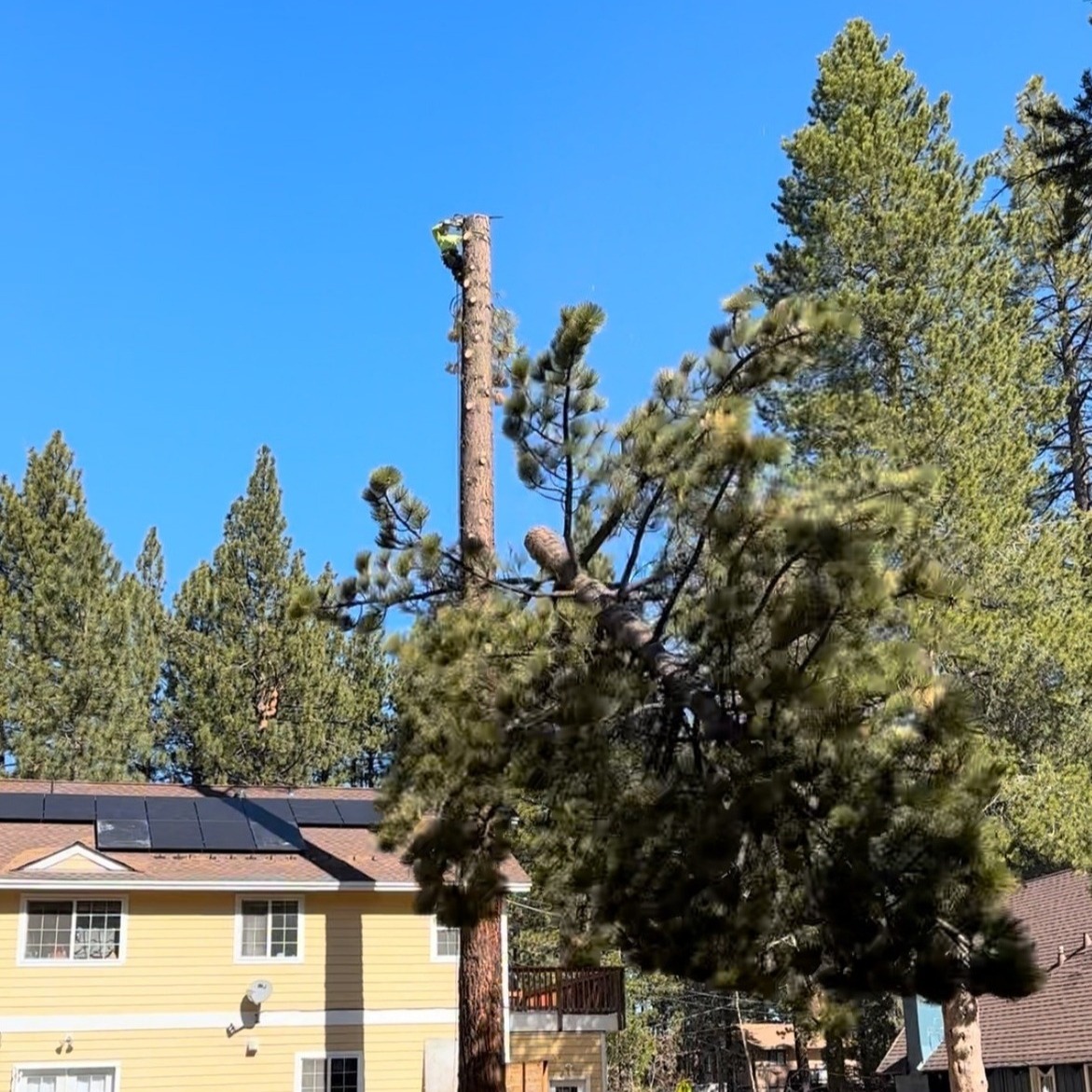 Camp Richardson to Codys Tree Service thumbnail
