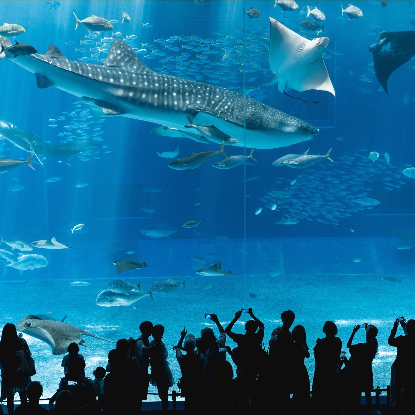 沖繩 🐳 thumbnail