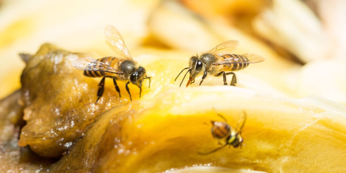 How to Get Rid of Fruit Flies in Your House: Proven Tips and Expert Advice thumbnail