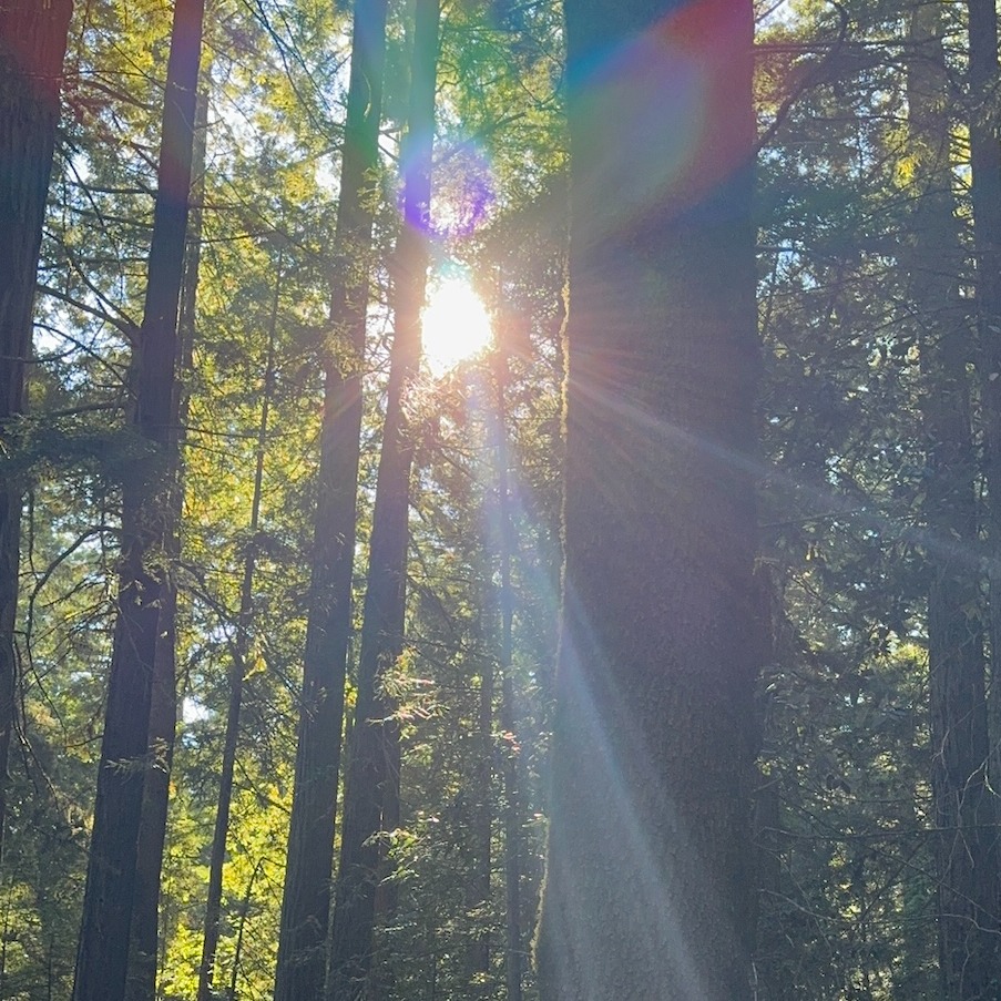 BOTANICA: Cultivate Presence thumbnail