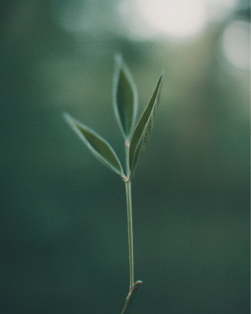 Growth in Grief | 5 Days of Becoming thumbnail