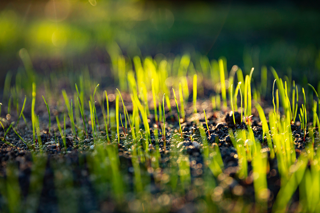 Grass Seed Range thumbnail