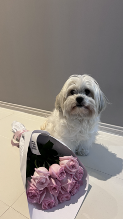 my dog honey  thumbnail