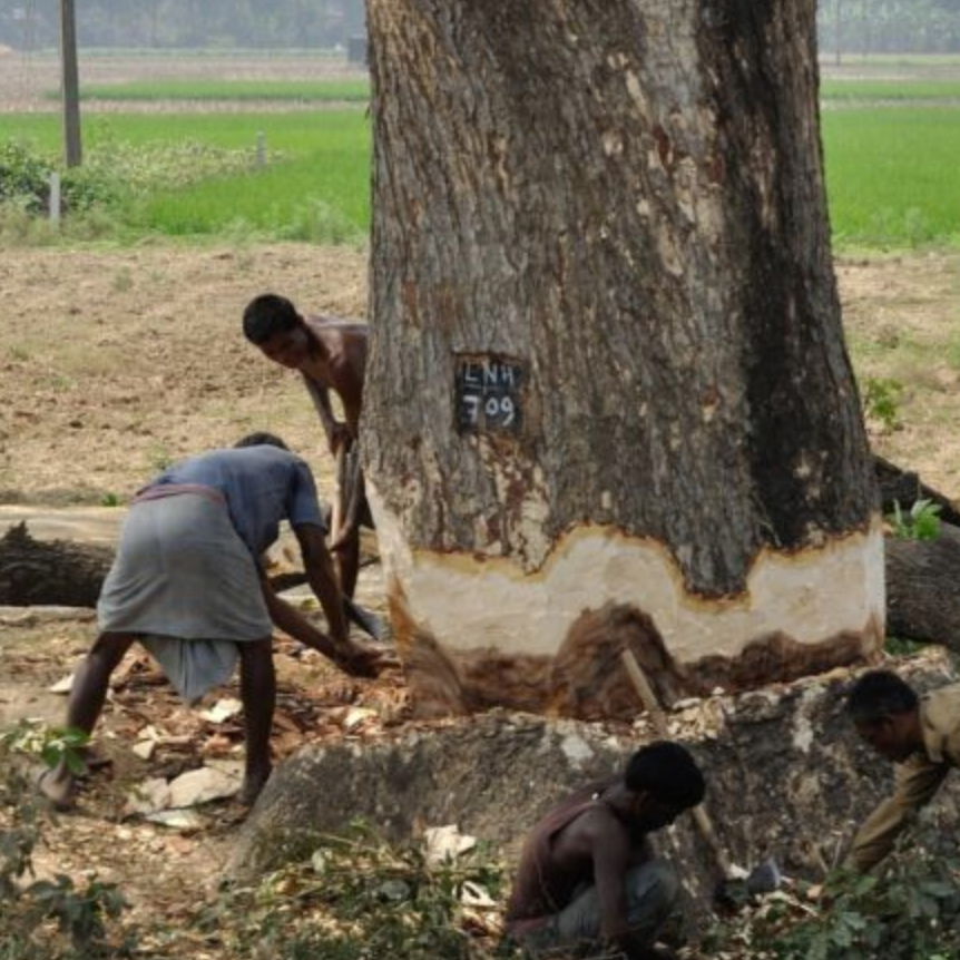 Satellite data and AI identify deforestation drivers thumbnail
