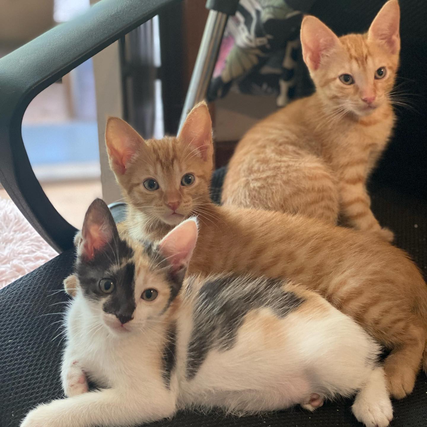Cats & kittens for adoption thumbnail