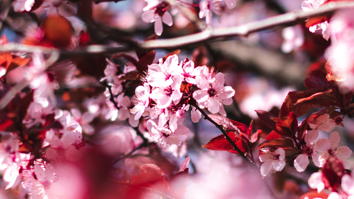BioSite banner for @pri