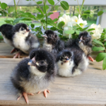 Blog - The Farm thumbnail