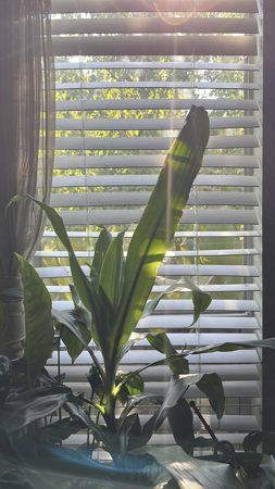 EVO Screening: My Mother’s Garden  thumbnail