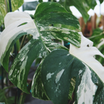 Aroid Greenhouses Website  thumbnail