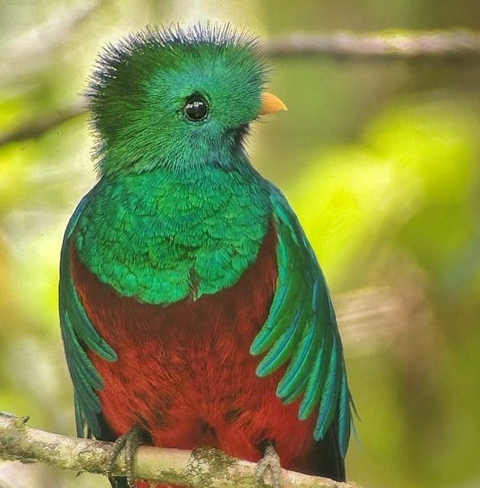 🦜 Le quetzal est l’un des oiseaux emblématiques du Panama. Il est facilement reconnaissable grâce à ses majestueuses cou