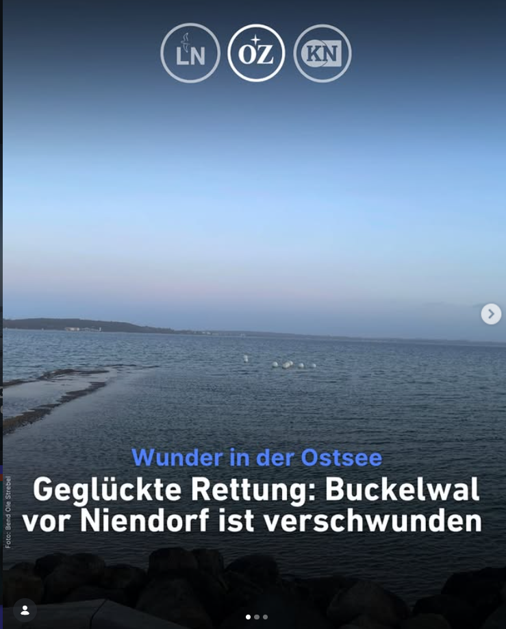 Liveticker zur Rettungsaktion für den Wal vor Niendorf thumbnail