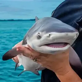 Join the riptide Discord Server! thumbnail