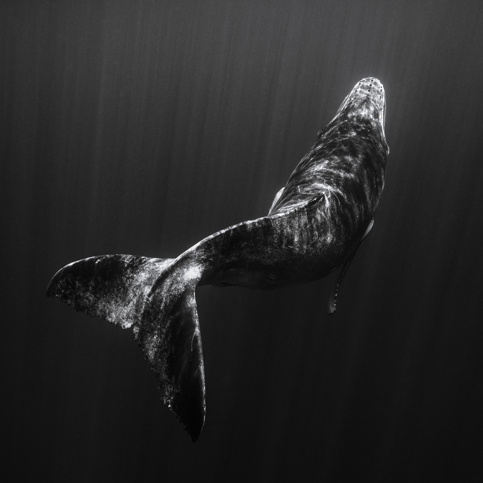 SuperRare - The Dark Below thumbnail