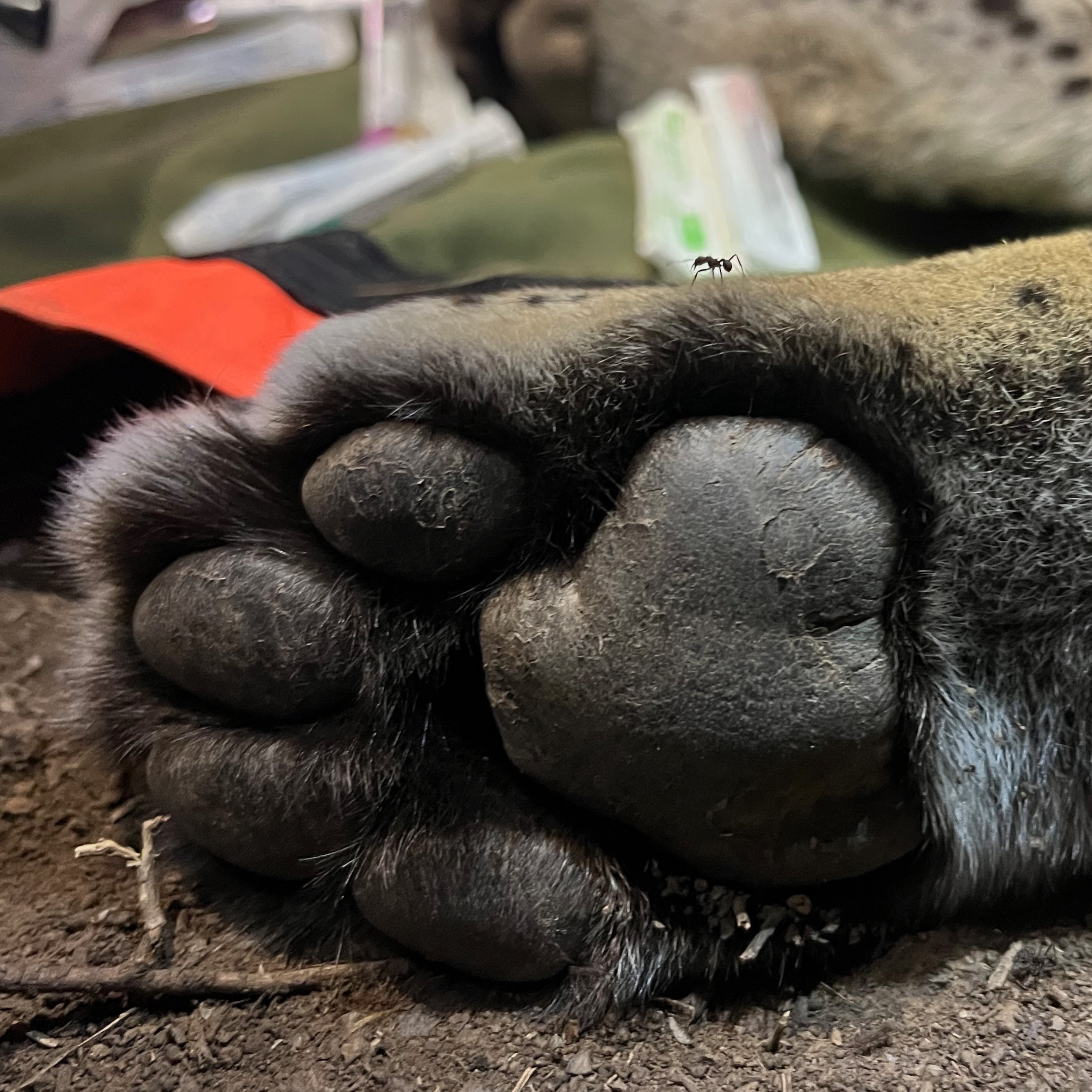 A HUNDRED PAWPRINTS ON THE ROAD TO WILDNESS thumbnail