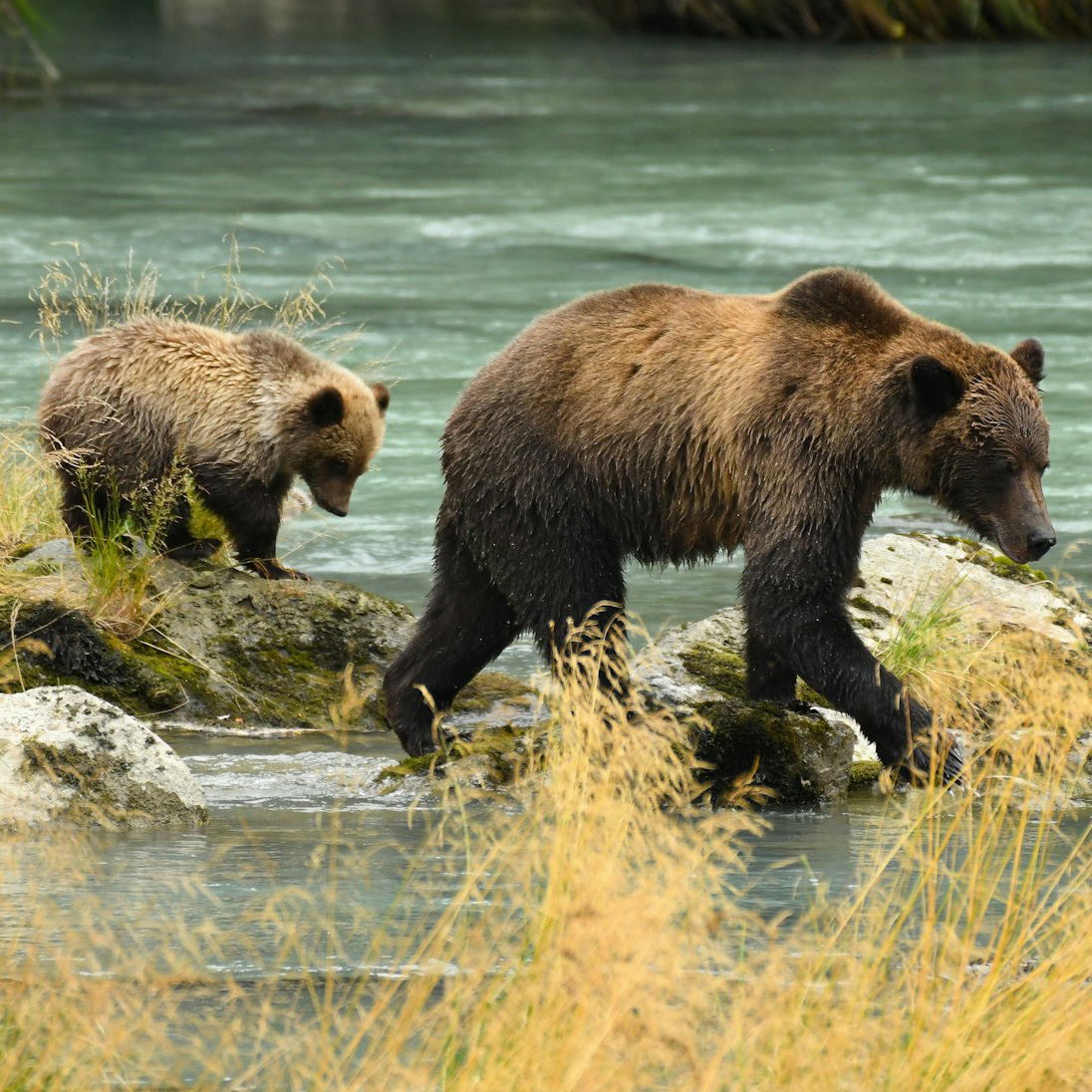 A REWILDING EARTH PODCAST MIXTAPE thumbnail