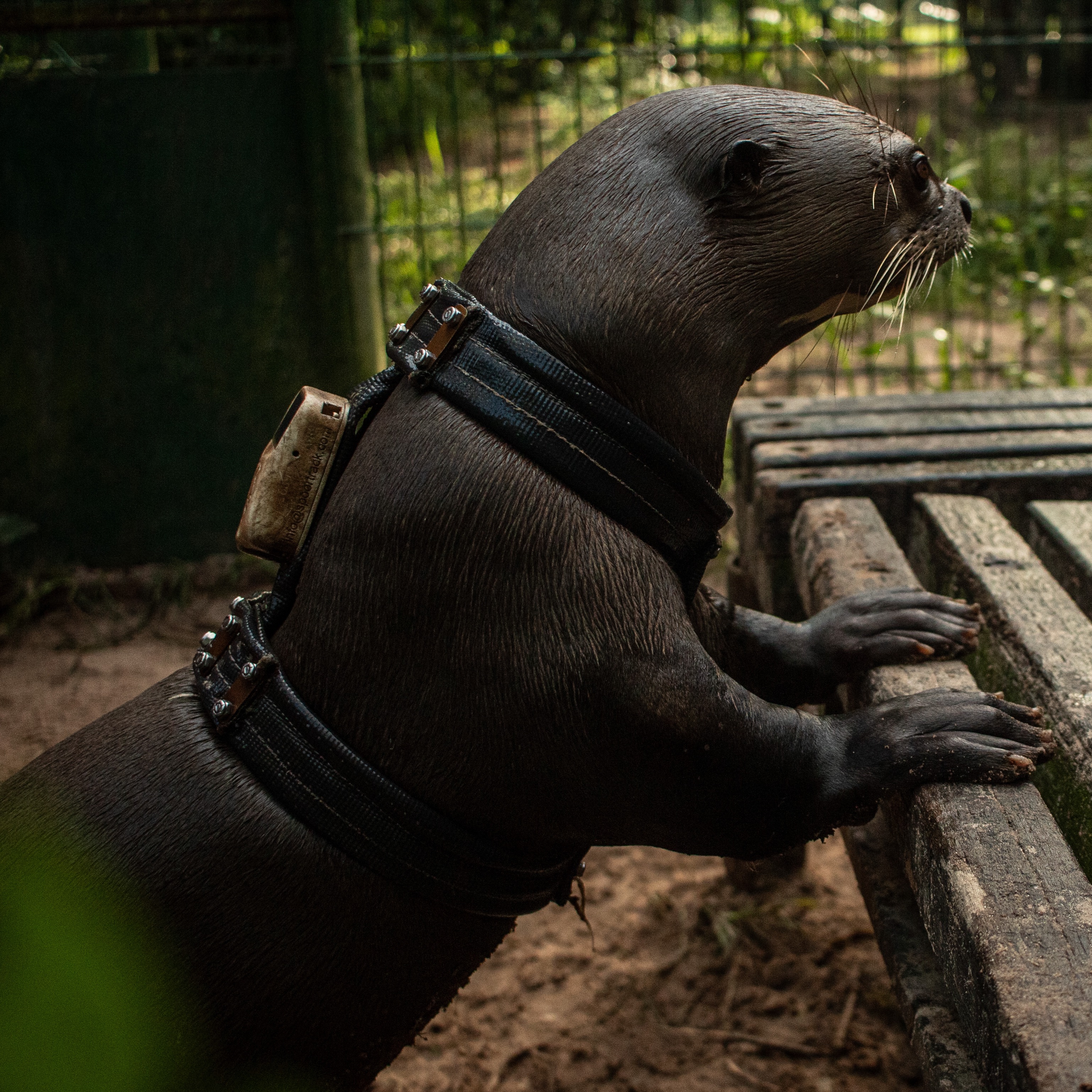 FISHING FOR PIRANHA, FINDING JOY WITH GIANT OTTERS thumbnail