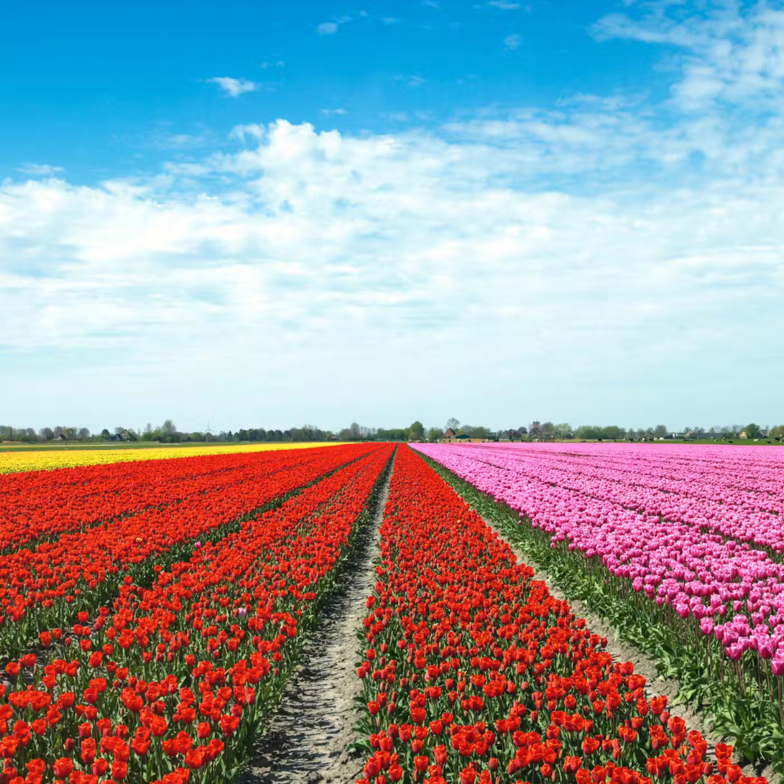 Keukenhof: Entry Ticket + Bus Transport thumbnail