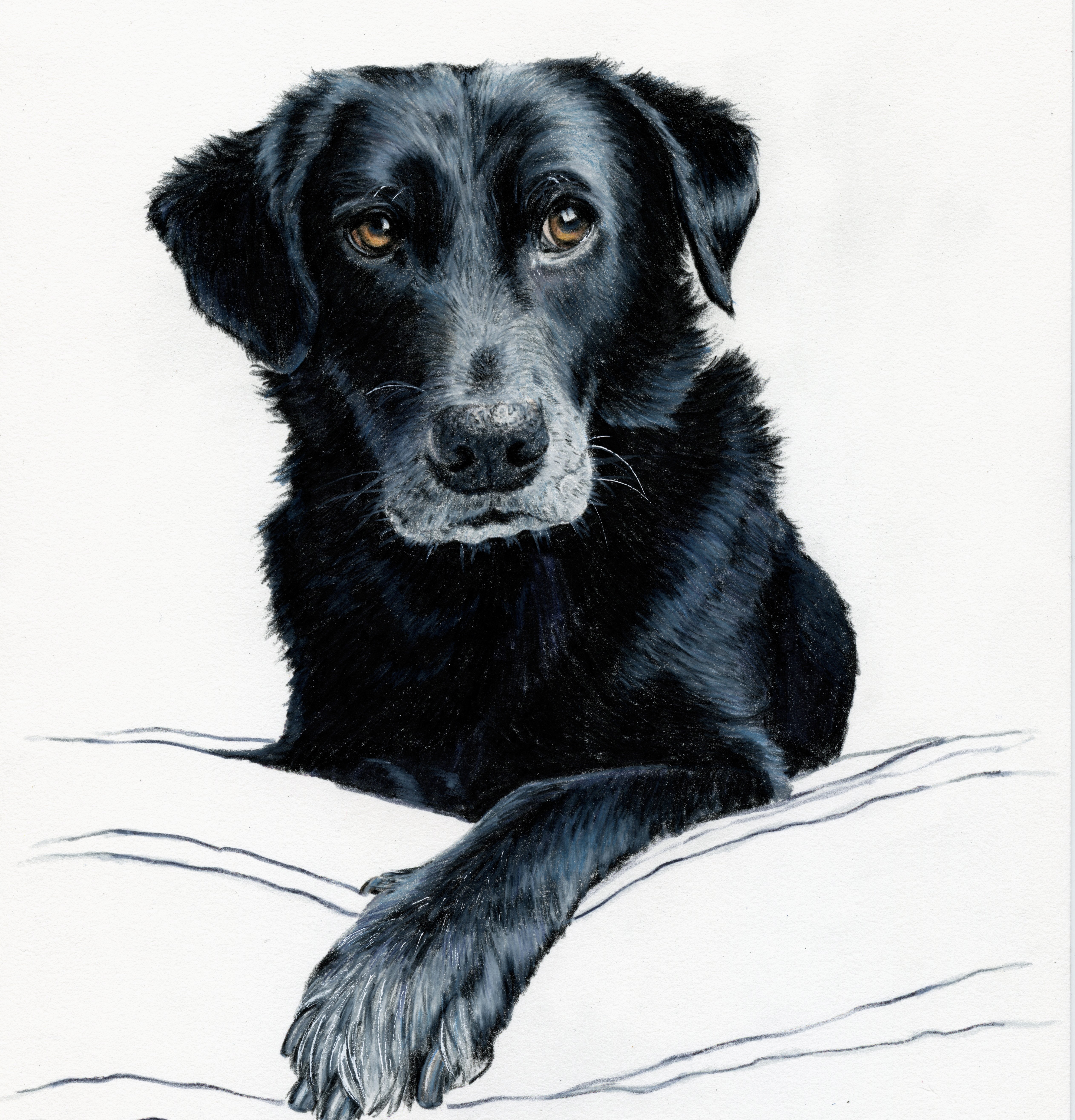 Pet Portrait Commissions thumbnail