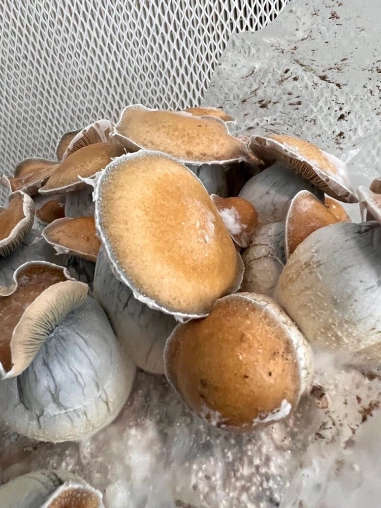 Mushroom Storefront - Buy Magic Mushrooms Online | USA, Canada, Australia & UK thumbnail