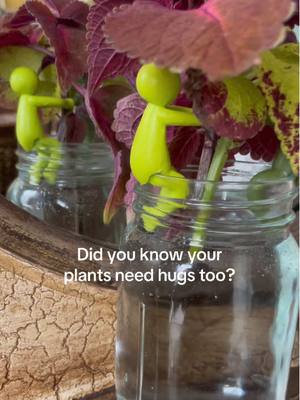 Plants need hugs too! #plantbuddy #plantlady #propagation #plantmama 