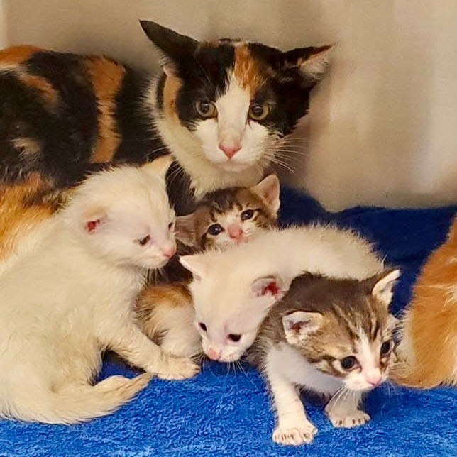 Double your impact - Donate to TNR efforts! thumbnail