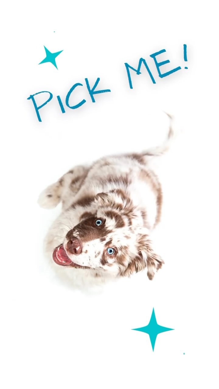 > 90% more likely to become a #ServiceDog with @TailsForWonderland #ServiceDogPlacement and #ServiceDogTraining #TrainYo