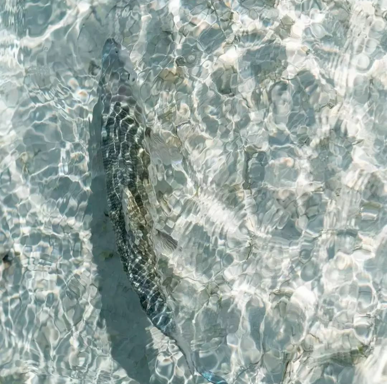 catch & release series thumbnail