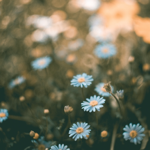 Visit my art website thumbnail