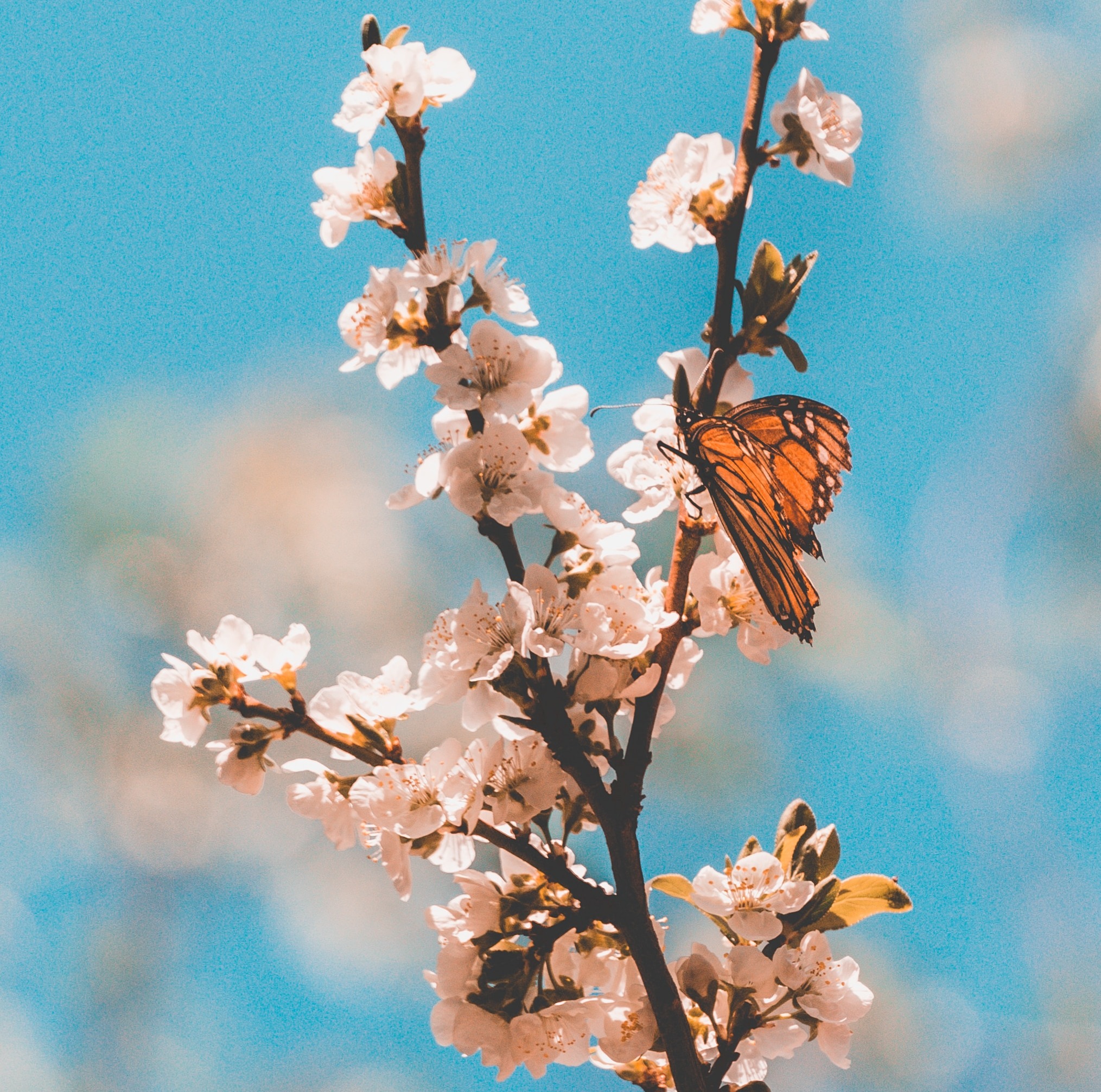 CRISÁLIDA 🦋 - ¡Un encuentro íntimo contigo para volver a ti! · 10€/mes thumbnail